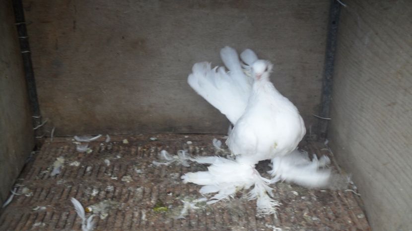 SAM_1916 - Jucatori Siberieni- matca 2018