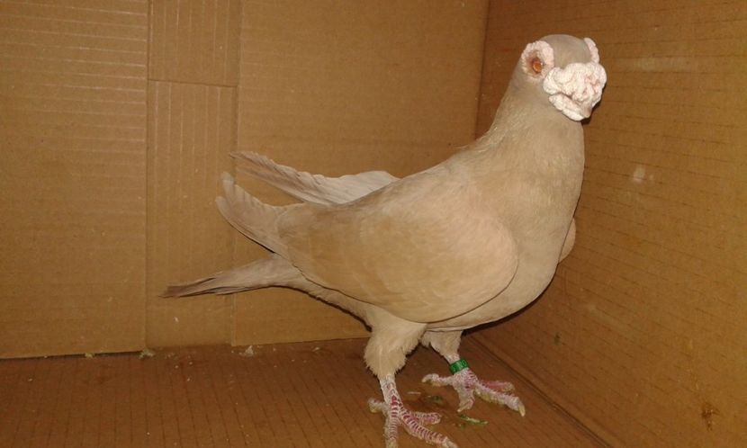 BHR 081 - H _ carunculați 2018