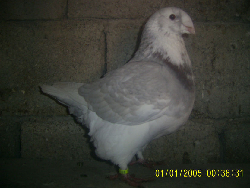 F - 2017 - femele matca - 2018