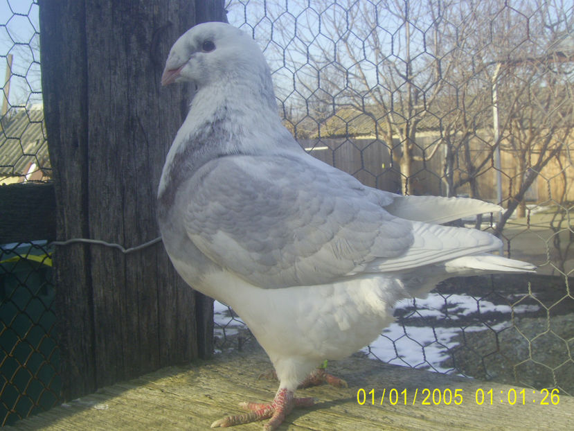  - femele matca - 2018