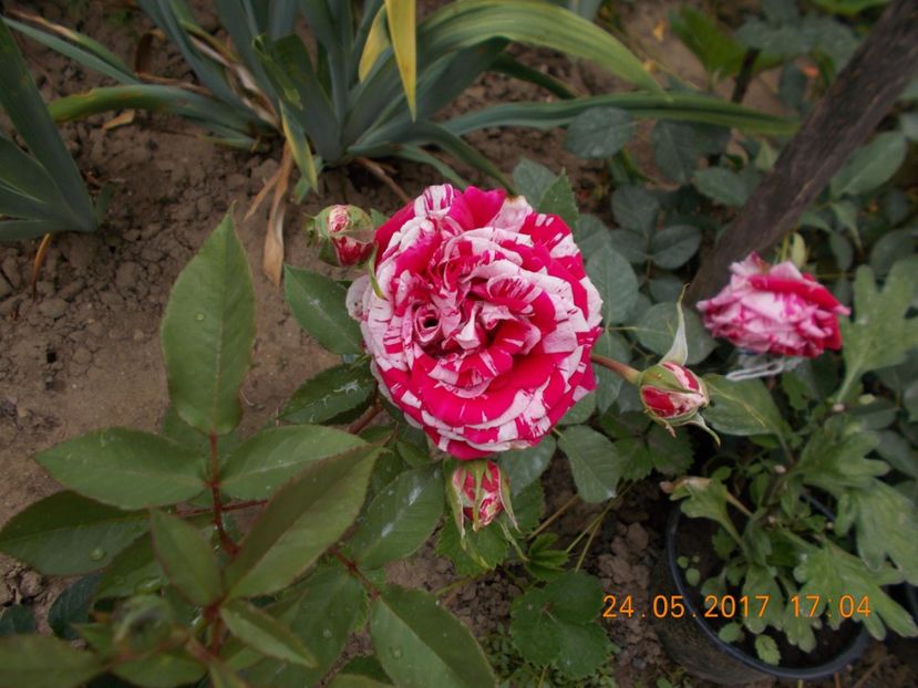 dimov 30 - COLECTIA DE TRANDAFIRI