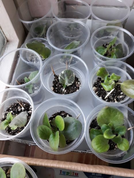 Violete Africane - Violete Africane