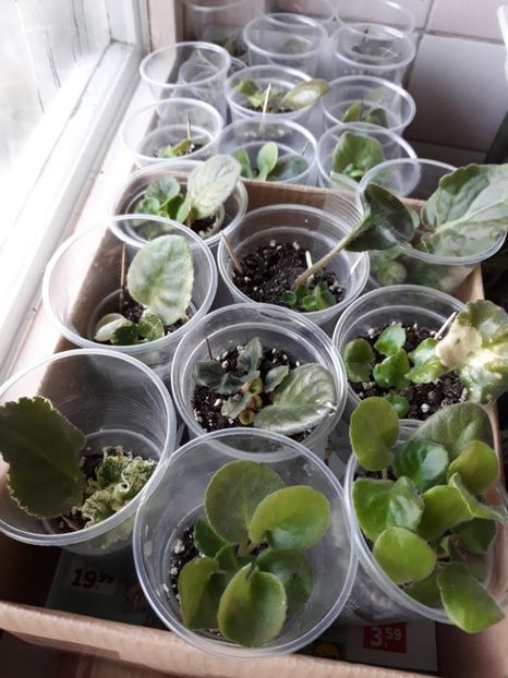 Violete Africane - Violete Africane