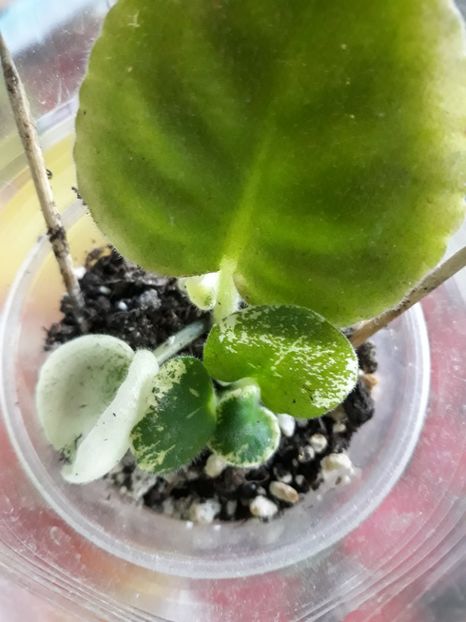 Violeta africană - Violete Africane