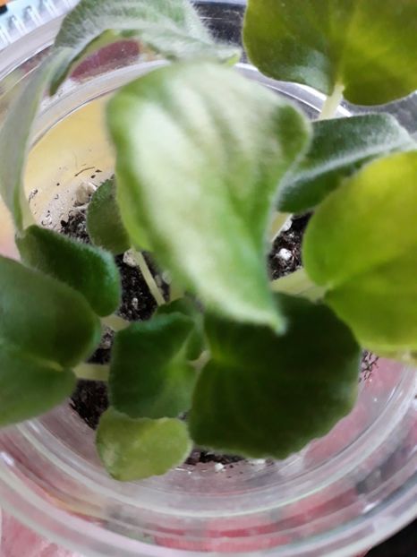 Violeta africană - Violete Africane