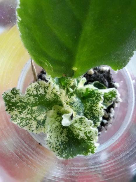 Violeta africană - Violete Africane