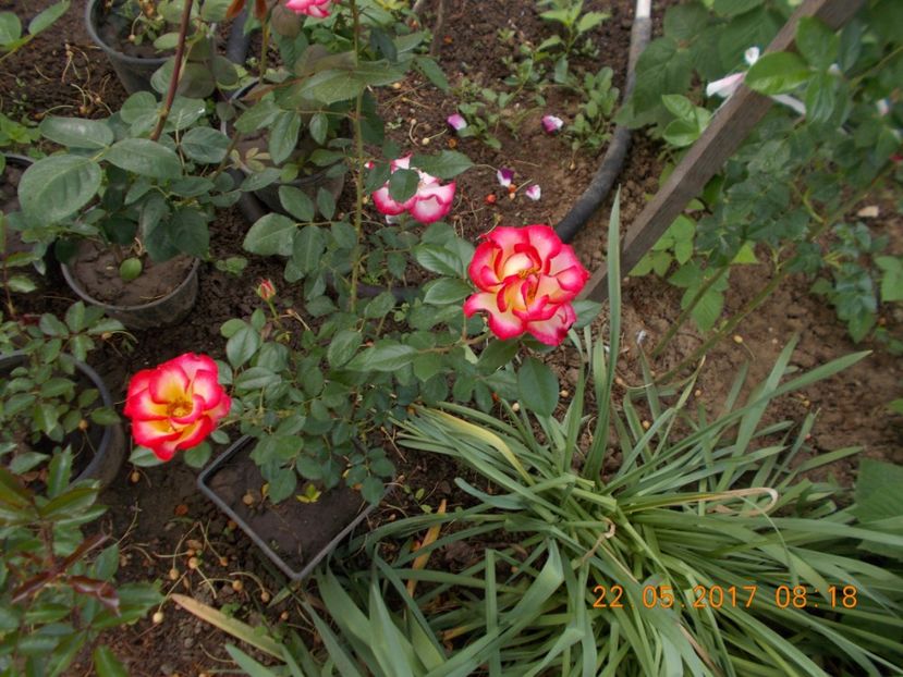 betty boop=d - COLECTIA DE TRANDAFIRI