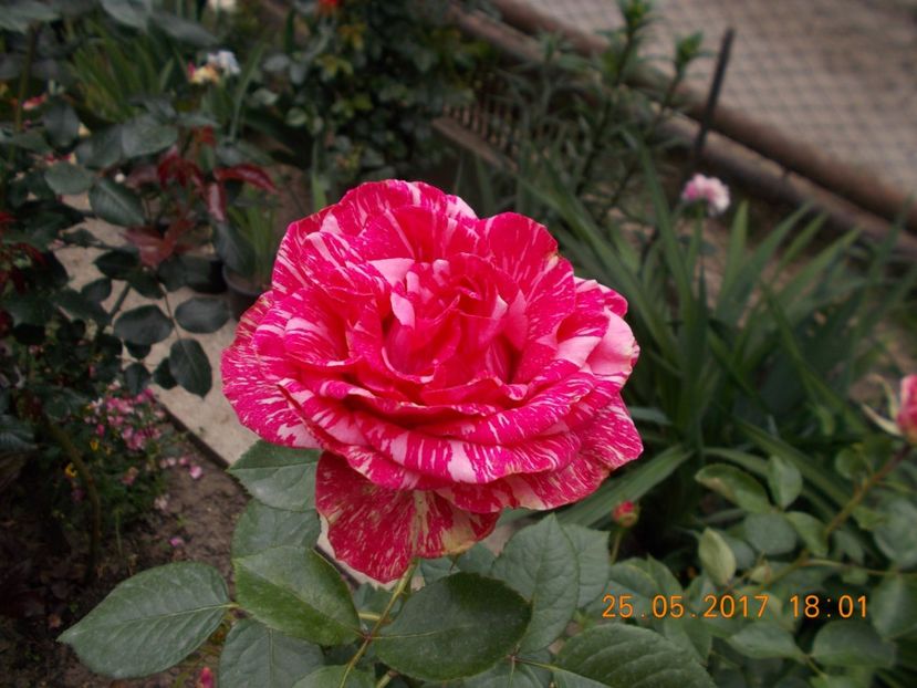 pink intuition - COLECTIA DE TRANDAFIRI