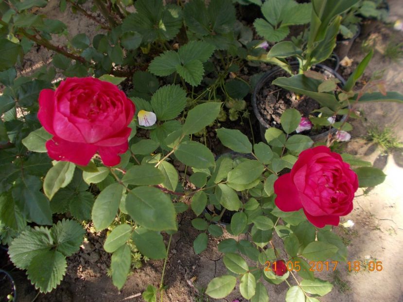 benjamin britten - COLECTIA DE TRANDAFIRI