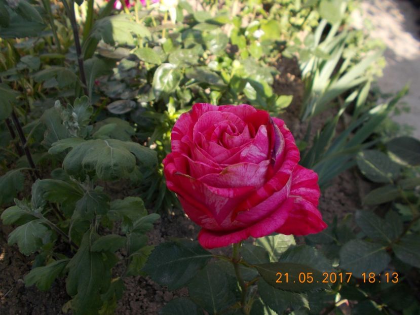 brigitte bardo - COLECTIA DE TRANDAFIRI