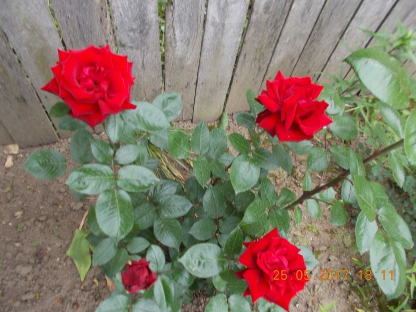 rosu urias ? - COLECTIA DE TRANDAFIRI