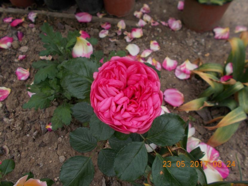 baronesse - COLECTIA DE TRANDAFIRI