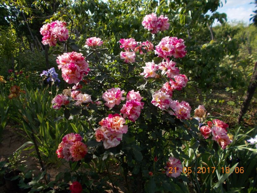 edgar degas=d - COLECTIA DE TRANDAFIRI