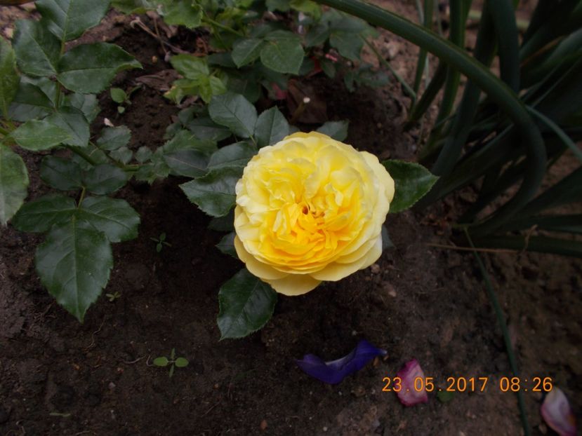 happy ghild - COLECTIA DE TRANDAFIRI