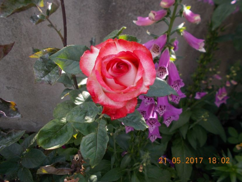 dimov 1 - COLECTIA DE TRANDAFIRI