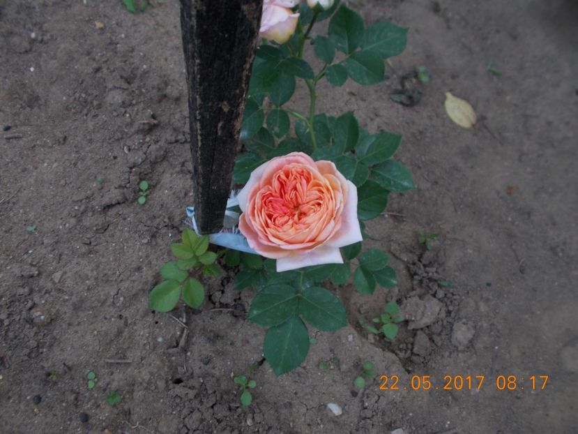 alchemist - COLECTIA DE TRANDAFIRI