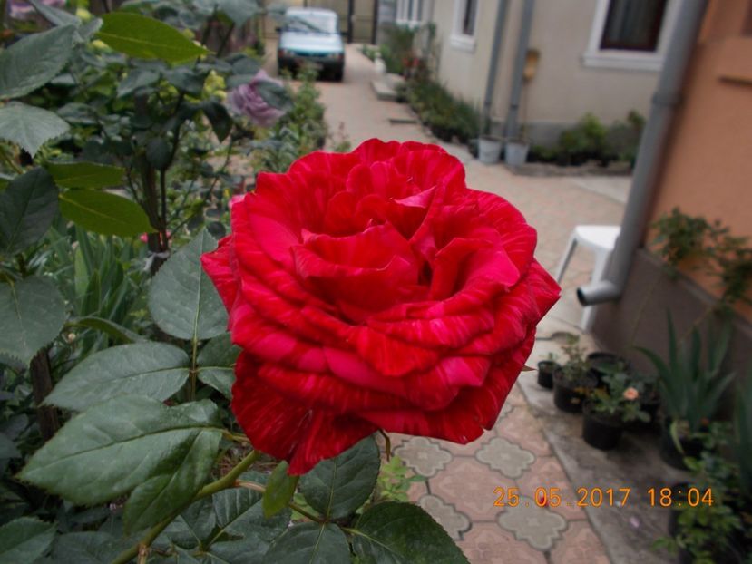 red intuition - COLECTIA DE TRANDAFIRI