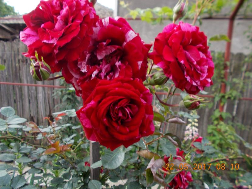 deep impression=d - COLECTIA DE TRANDAFIRI