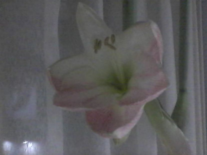 Photo1219 - Amarilis 2017- 2018