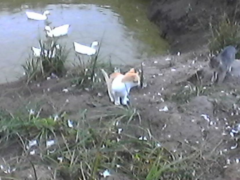 Photo1164 - zambete 2017 - 2018