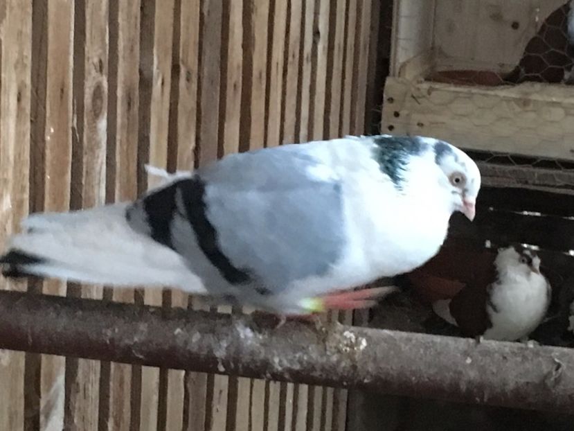 Mascul - Jucatori care mi au apartinut