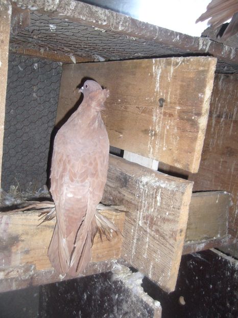 P1070181 - uriasi maghiari