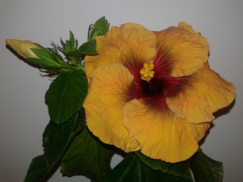  - Hibiscus Tahitian Dark Congo