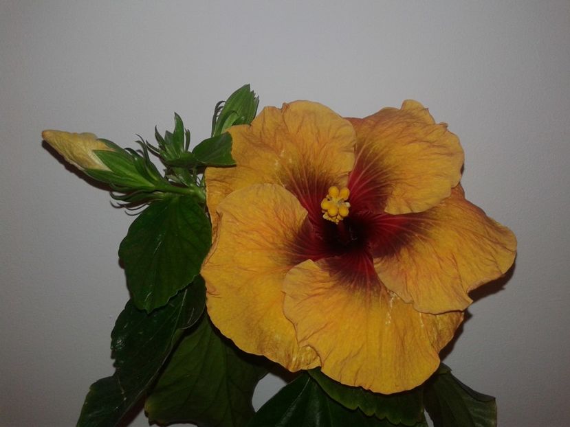  - Hibiscus Tahitian Dark Congo