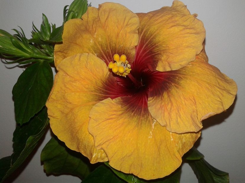  - Hibiscus Tahitian Dark Congo