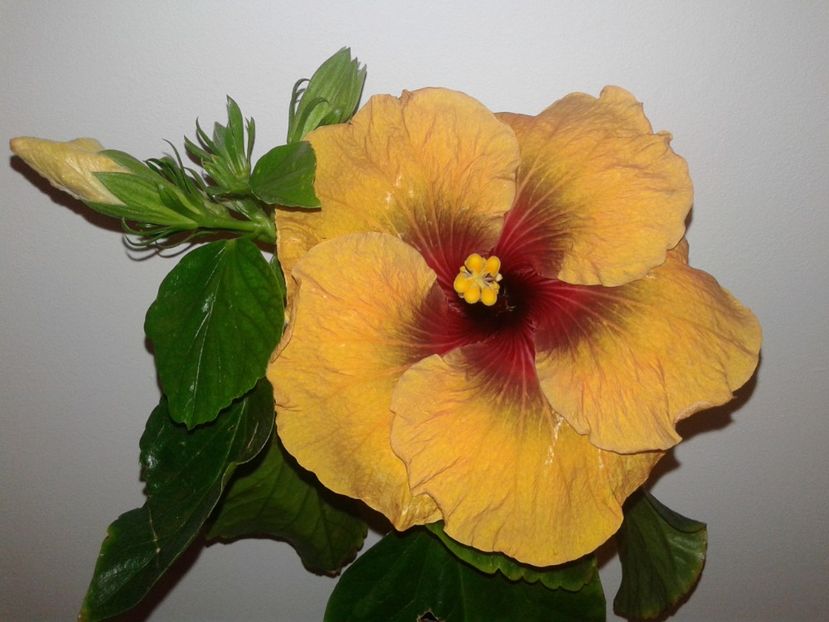  - Hibiscus Tahitian Dark Congo