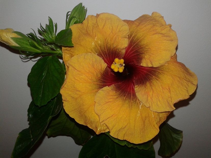  - Hibiscus Tahitian Dark Congo