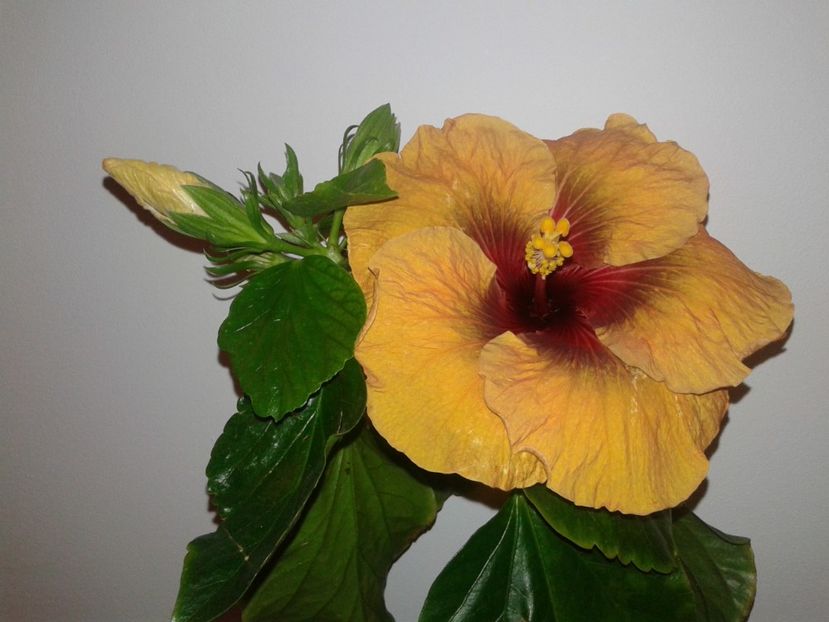  - Hibiscus Tahitian Dark Congo