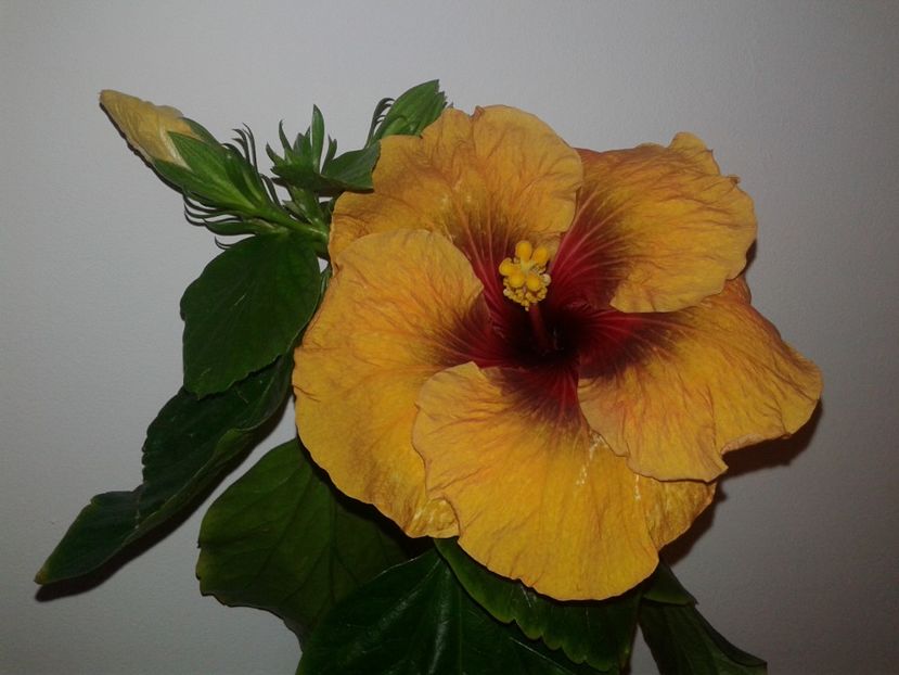  - Hibiscus Tahitian Dark Congo