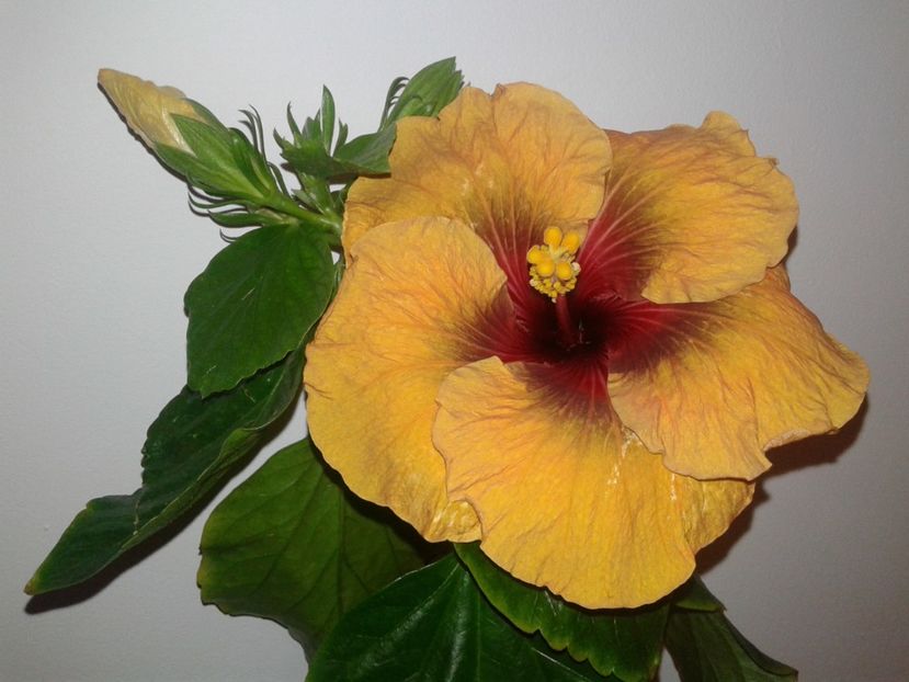  - Hibiscus Tahitian Dark Congo