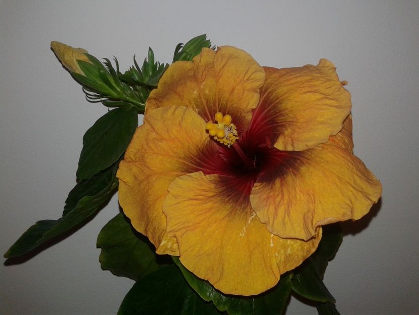  - Hibiscus Tahitian Dark Congo