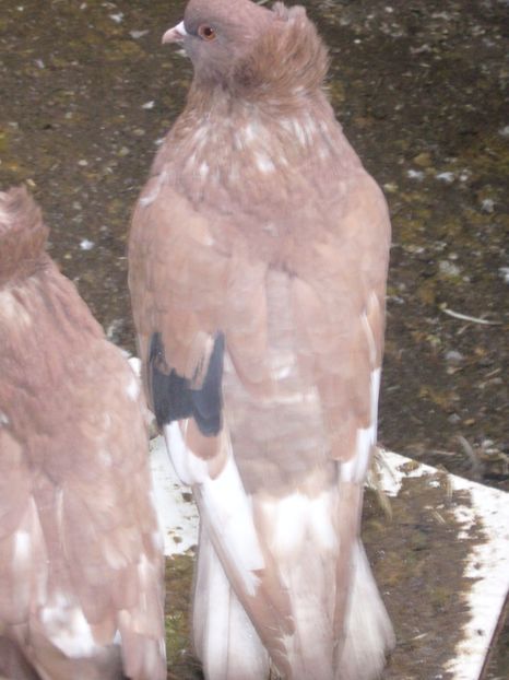 P1070189 - de vanzare uriasi maghiari