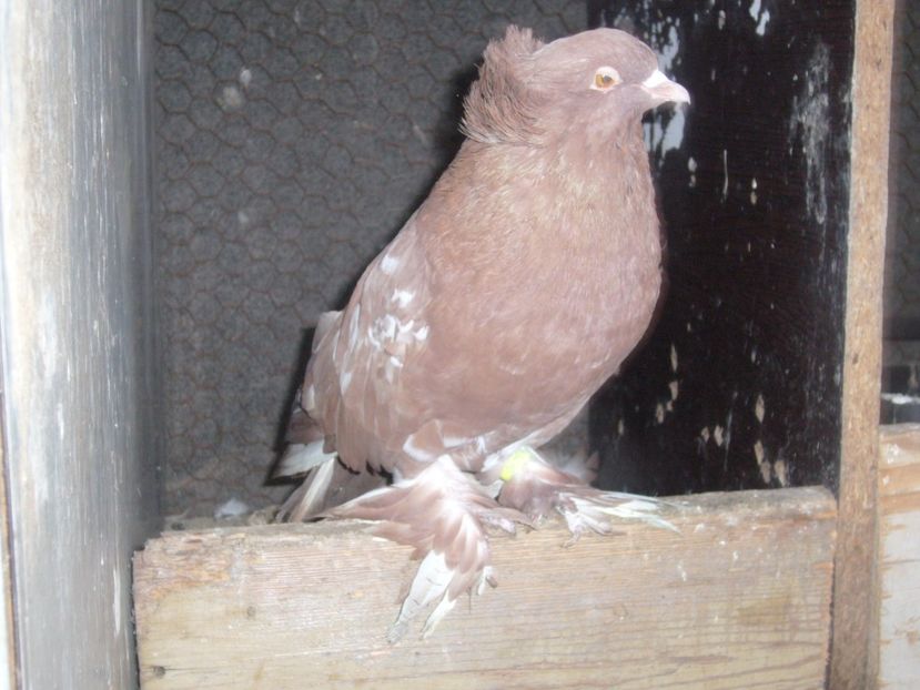 P1070187 - de vanzare uriasi maghiari