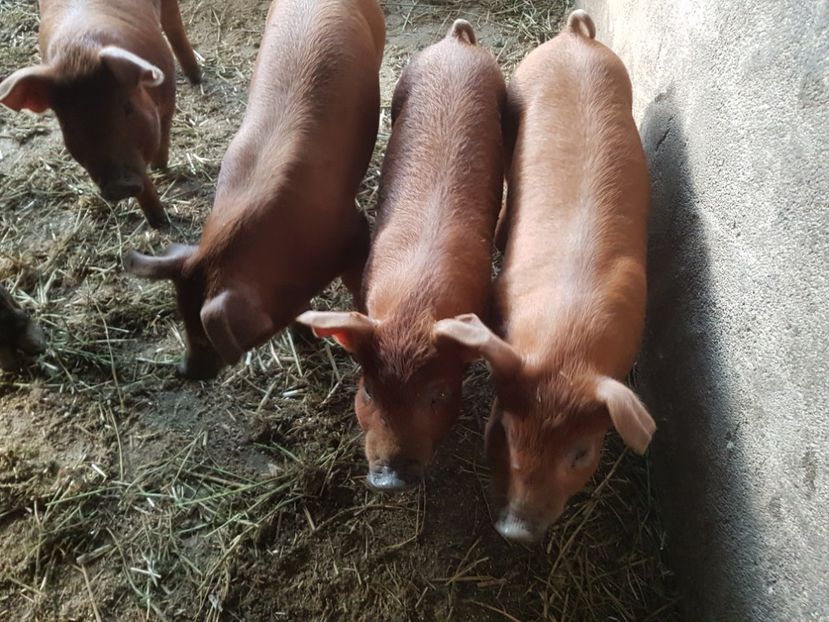 - Porci duroc
