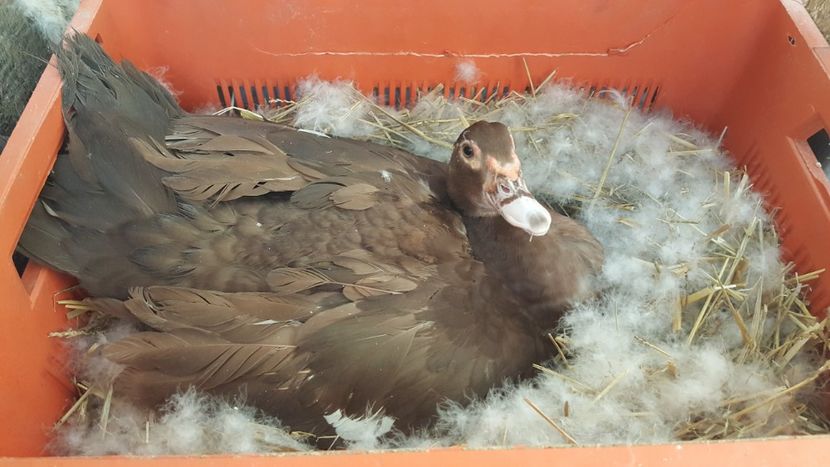  - 0001 rate lesesti matca 2018