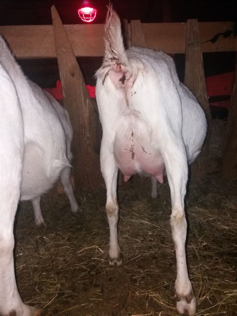 Imediat fatam - Fatari 2018