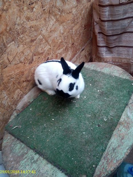  - rasa PESTRIT GERMAN PITIC