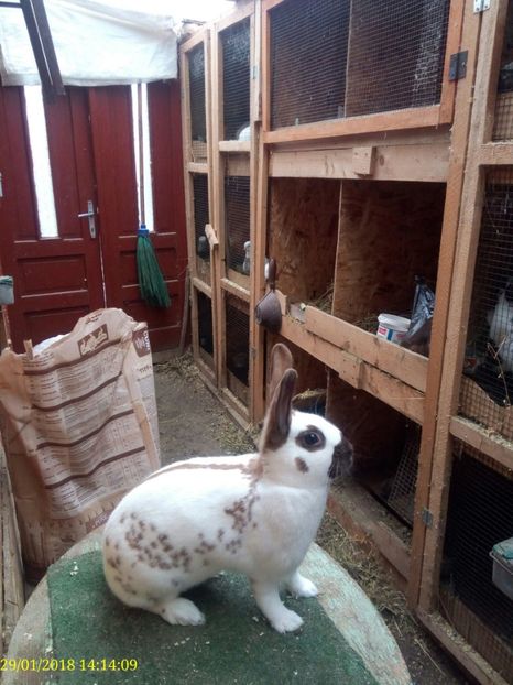  - Vanzare Pestriț Englez 2018