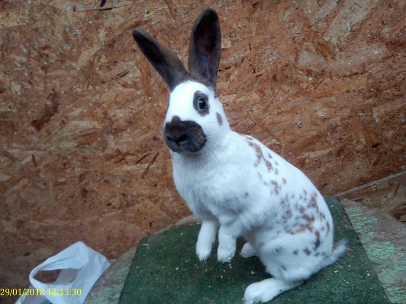  - Vanzare Pestriț Englez 2018