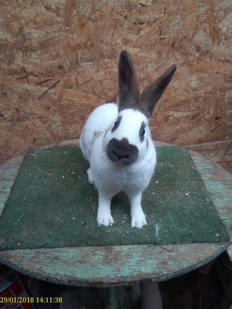  - Vanzare Pestriț Englez 2018