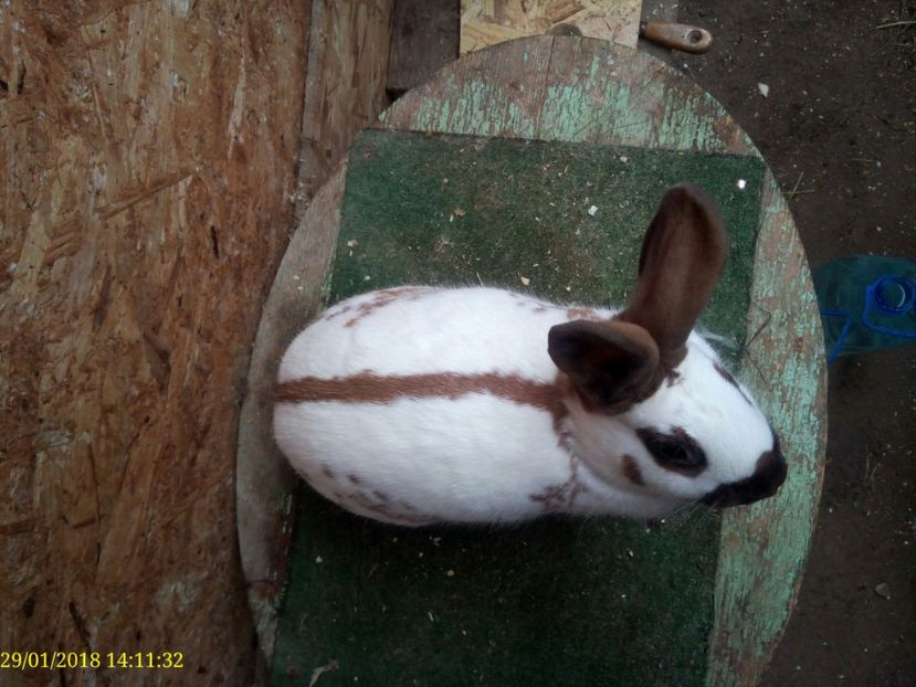  - Vanzare Pestriț Englez 2018