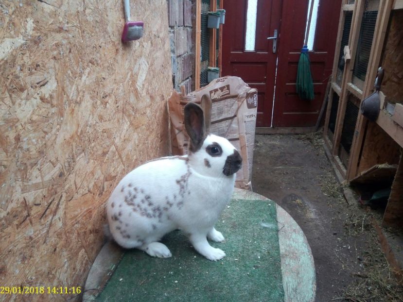  - Vanzare Pestriț Englez 2018