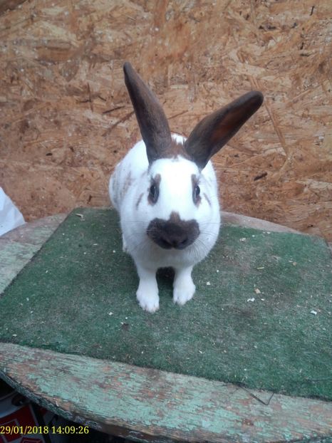  - Vanzare Pestriț Englez 2018