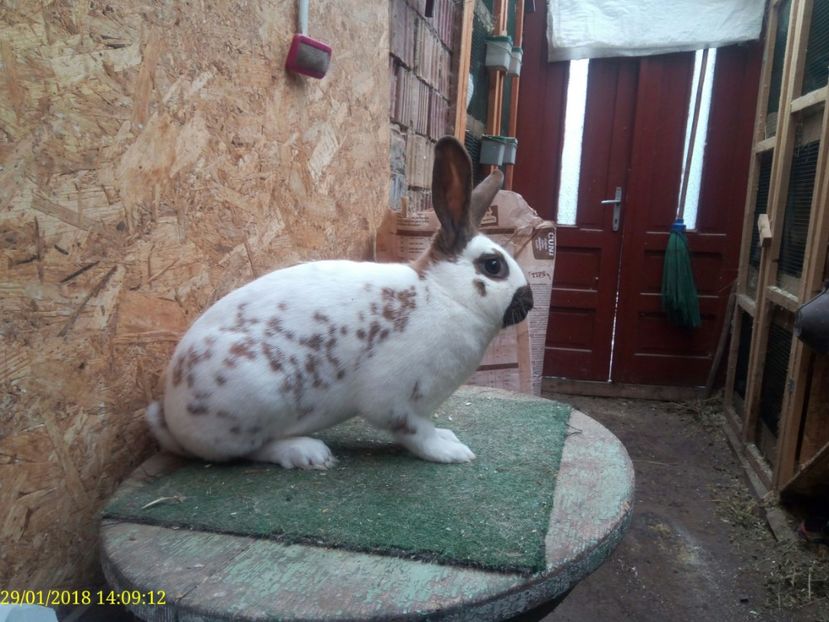  - Vanzare Pestriț Englez 2018