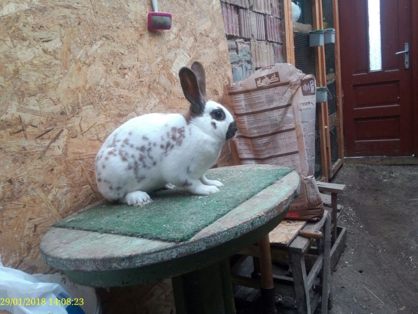  - Vanzare Pestriț Englez 2018