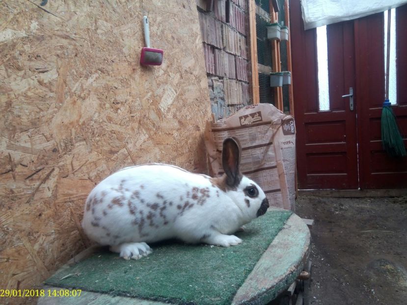  - Vanzare Pestriț Englez 2018